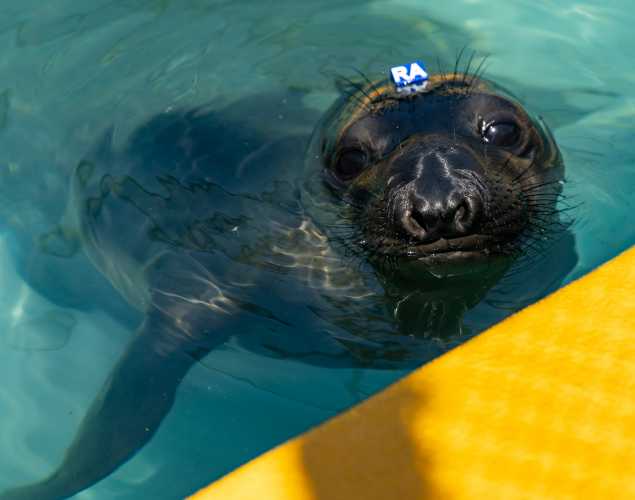 Northern elephant seal