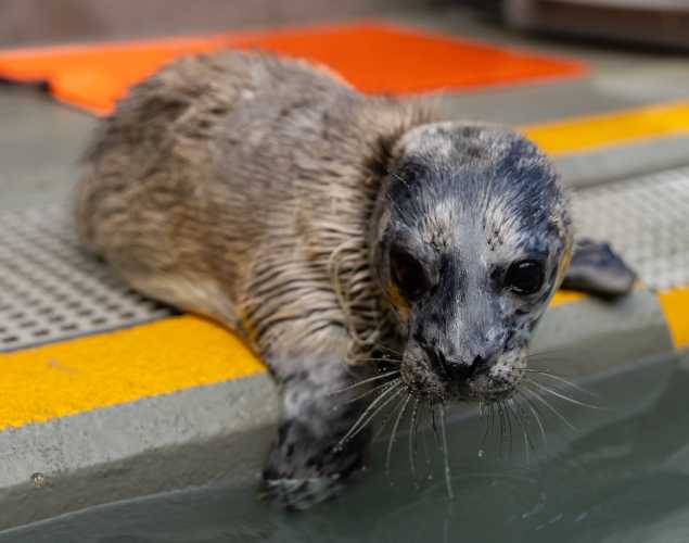 harbor seal Sjora