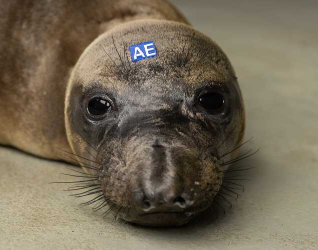 northern elephant seal Alphie