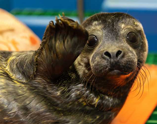 harbor seal Brisa