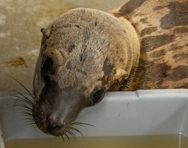 California sea lion