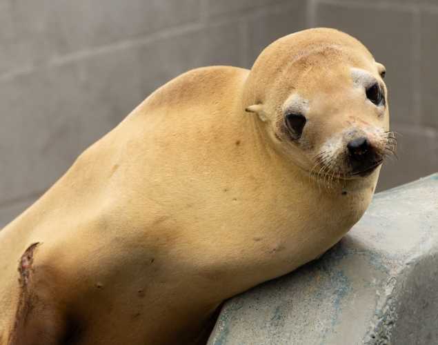 california sea lion spelunk