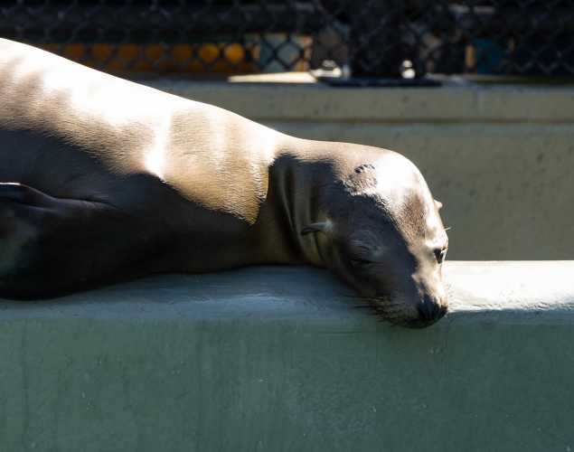 California sea lion