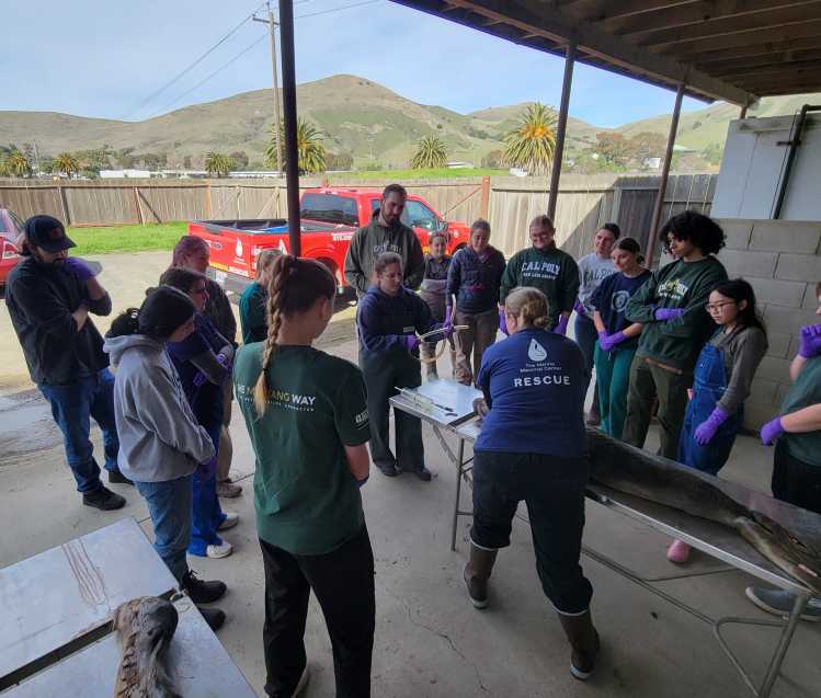 A group of students observe an elephant seal necropsy.