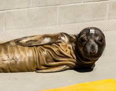 northern elephant seal Cone looking skinny with lots of skin rolls