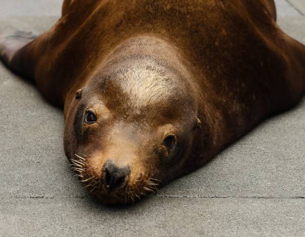 Badu | The Marine Mammal Center