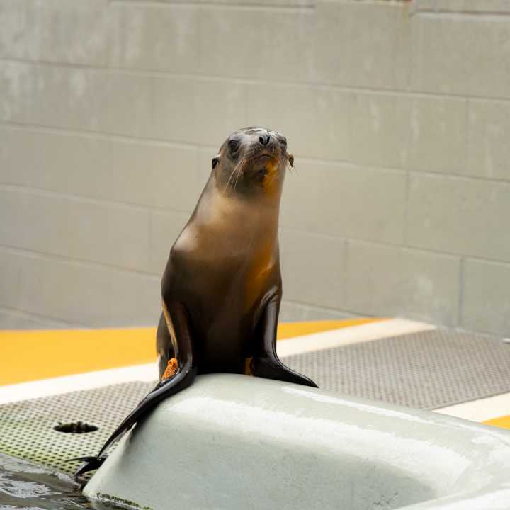 California sea lion
