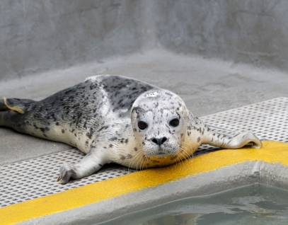 Harbor seal Denali