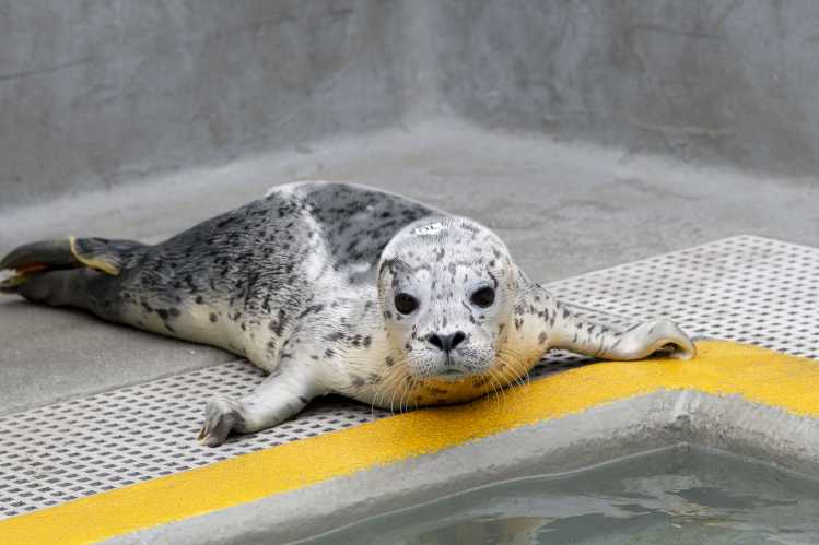 harbor seal denali