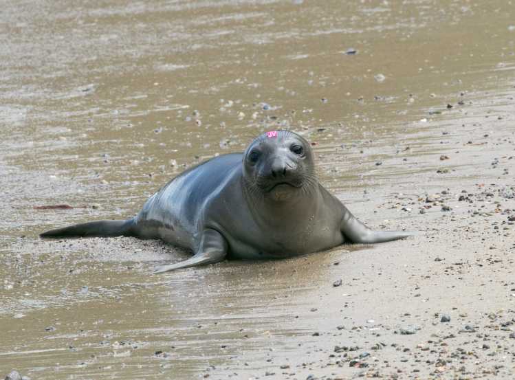 A rehabilitated elephant seal pup with a pink ID tag on its head is the sand returning to the ocean.