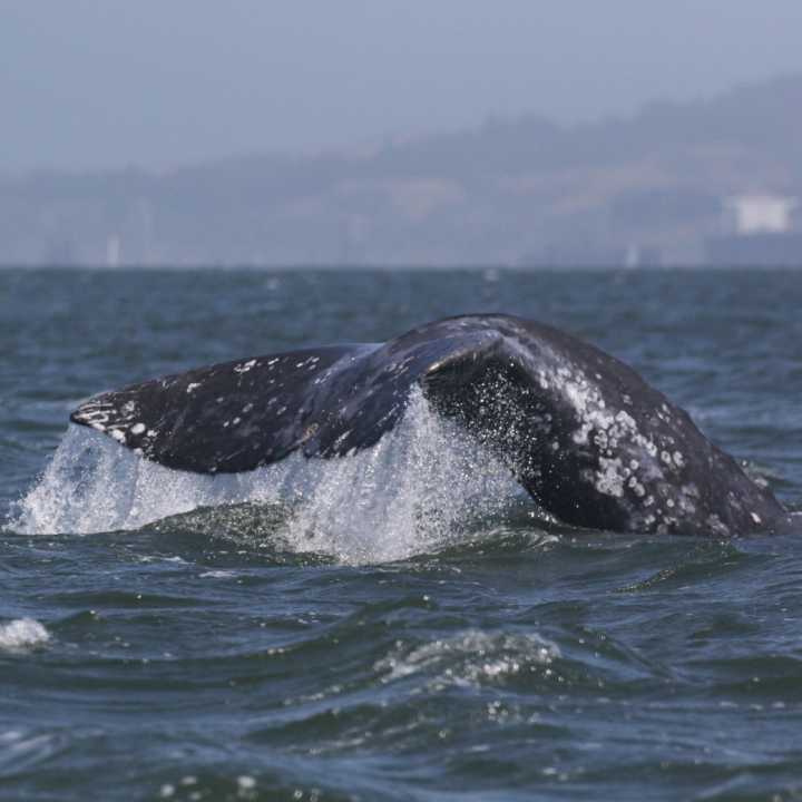Gray whale tail above water