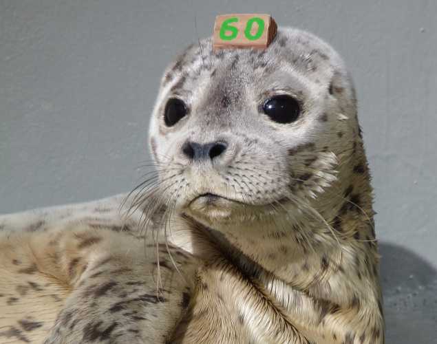 harbor seal Tiffany