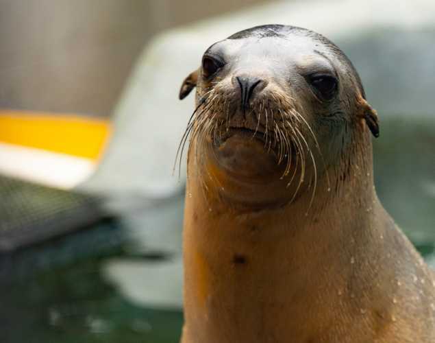 sea lion lonesome