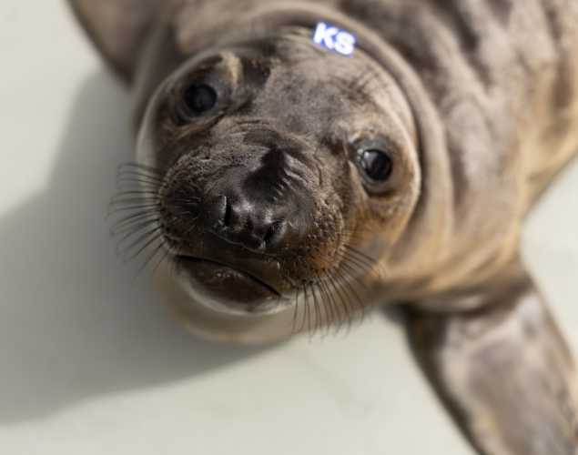 Northern elephant seal