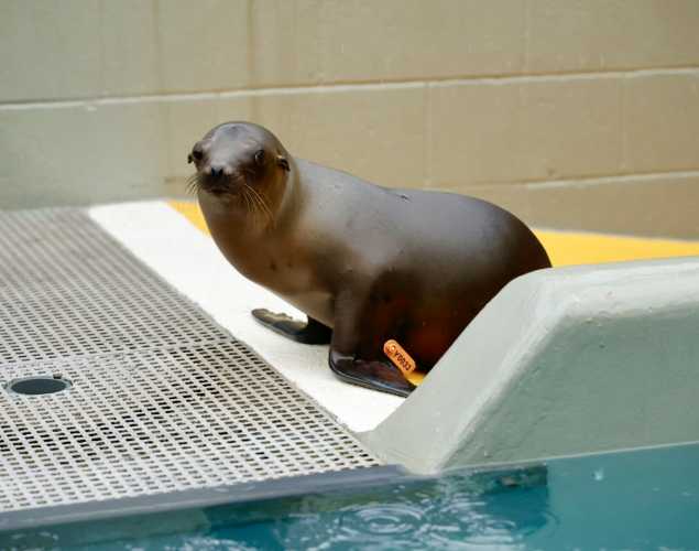 California sea lion