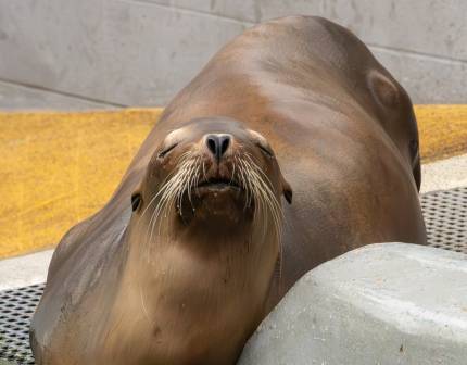 fencing california sea lion