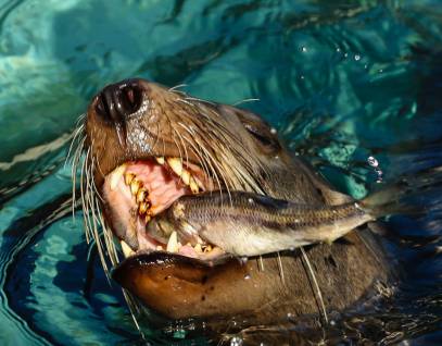 California sea lion eating a fish