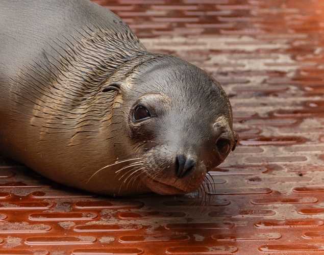 California sea lion Fresnel