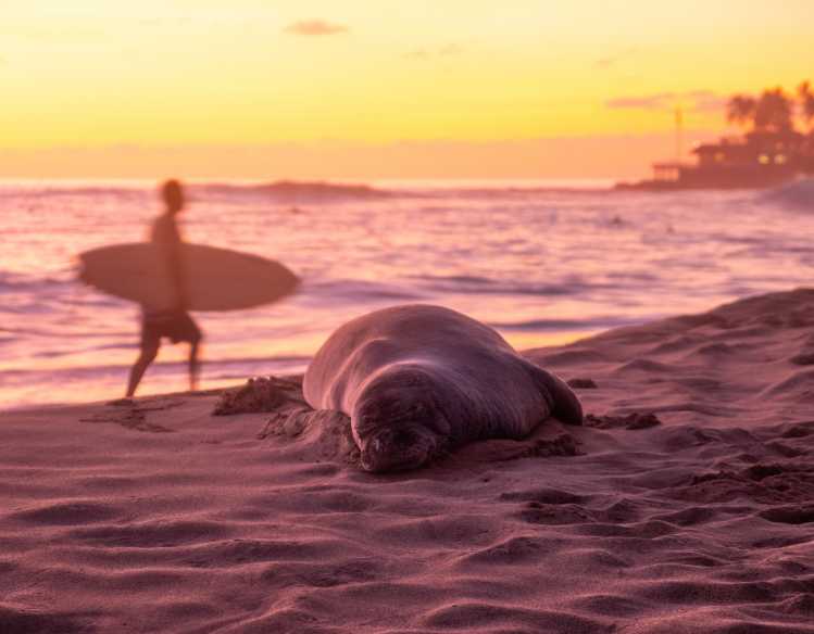 Hawaiian monk seal resting on the beach with surfer in the background