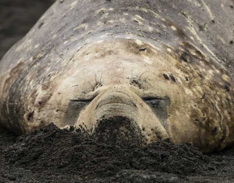 southern elephant seal sleeping in the sand