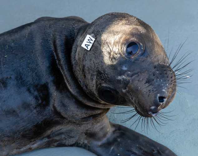northern elephant seal Amelia