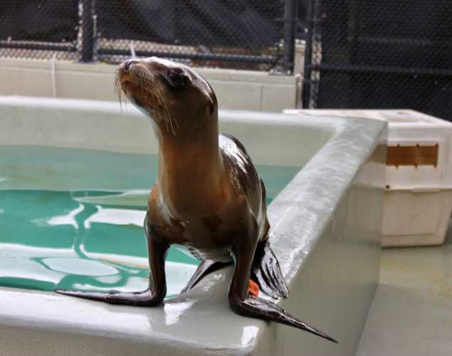 California sea lion