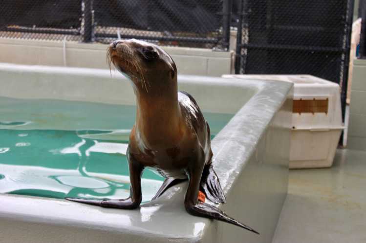 California sea lion Irving
