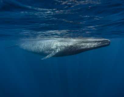 Blue whale