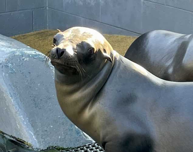 California sea lion Rupert