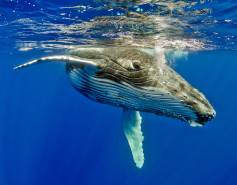 humpback whale underwater