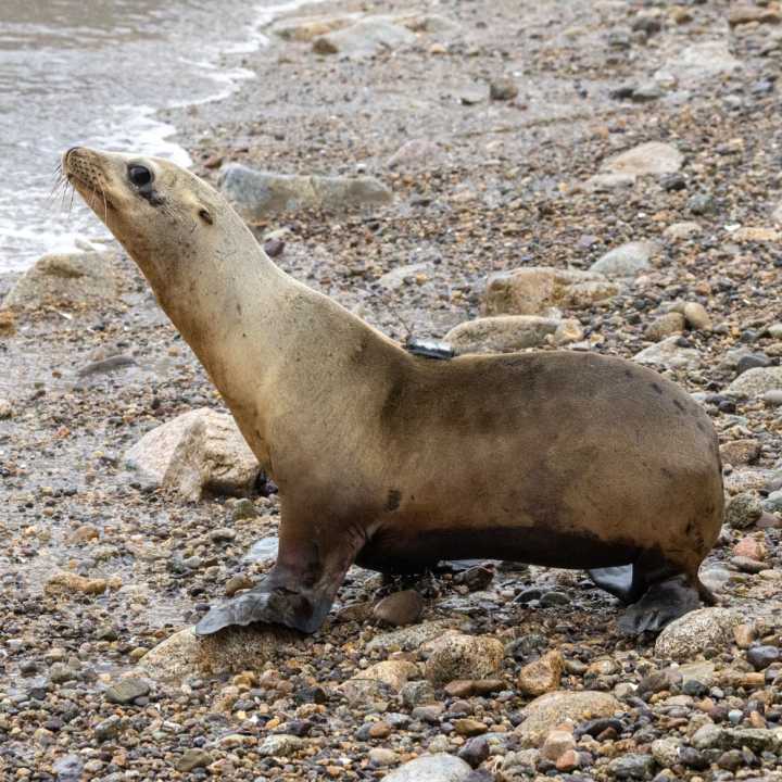 California sea lion Autumn
