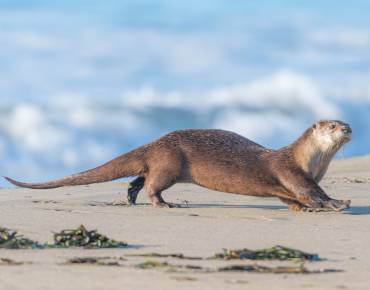 river otter