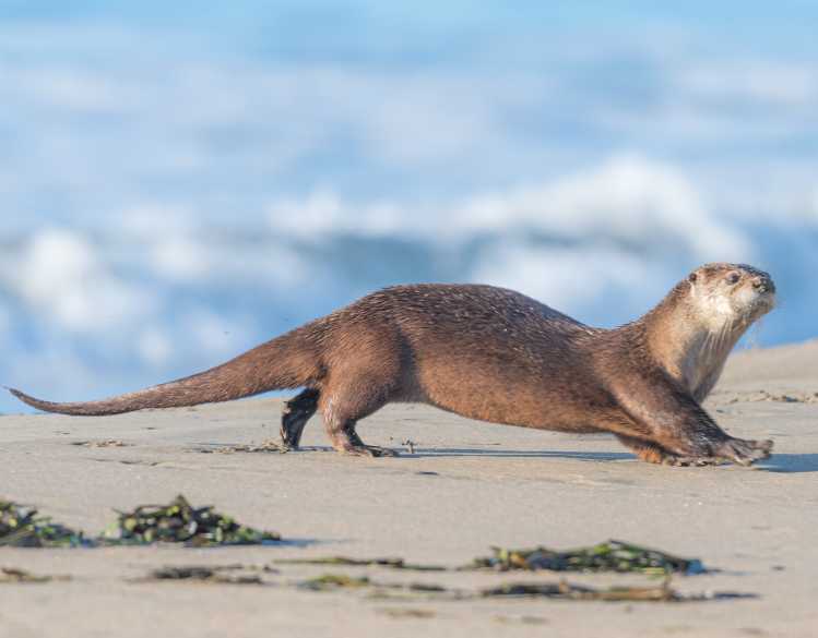 river otter