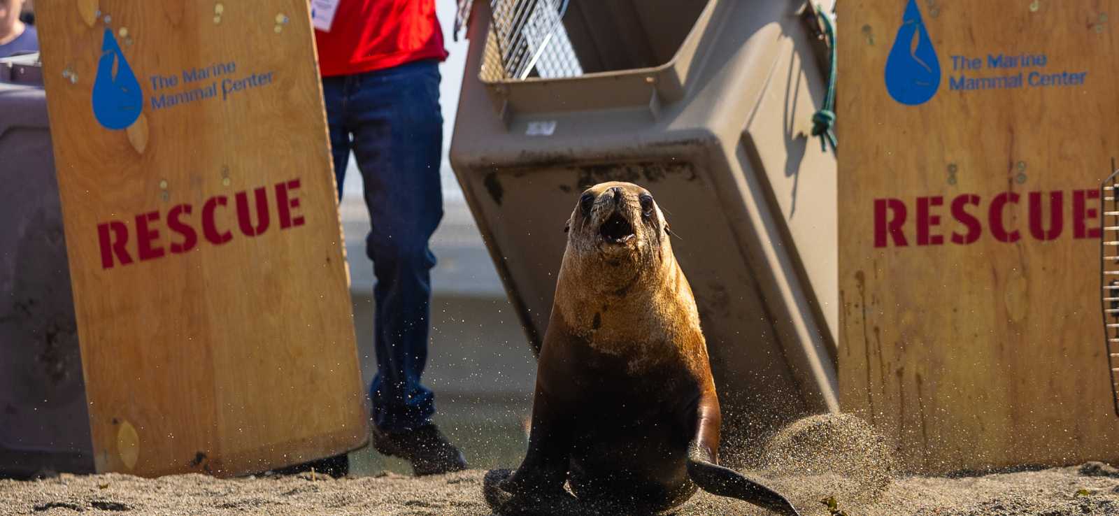 Two seals returning to the wild