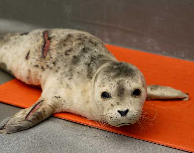 harbor seal Stripes
