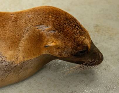 California sea lion Lanetta