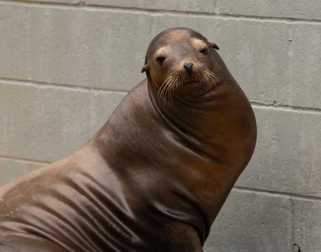 snoozy california sea lion