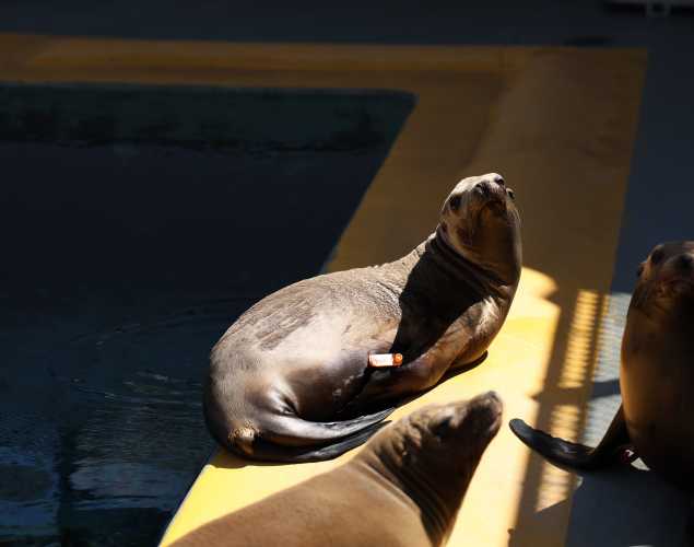 California sea lion