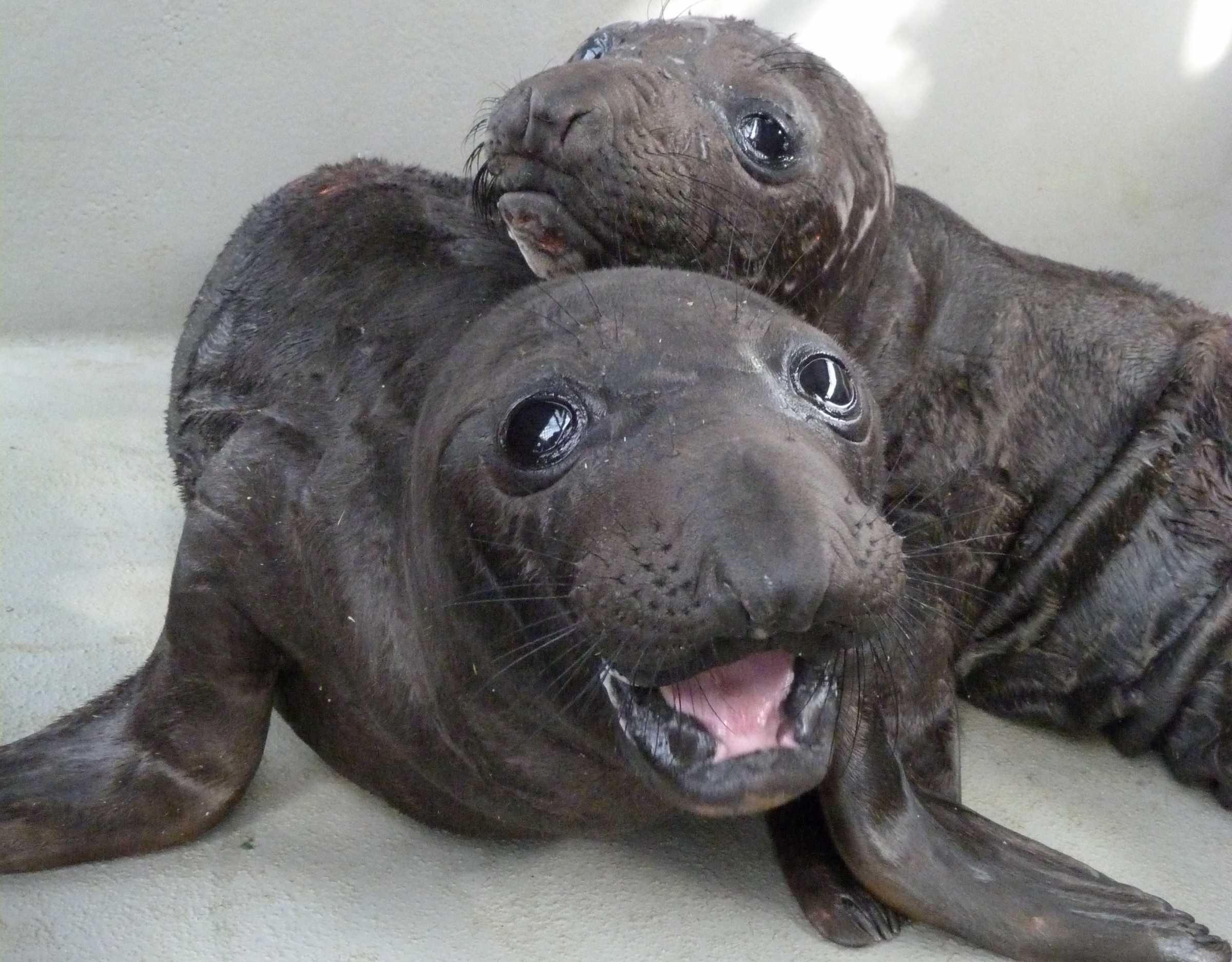 Pupping Season is Underway as the First Elephant Seal Pups are Admitted |  The Marine Mammal Center