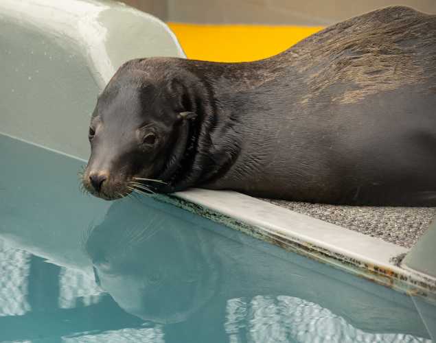 California sea lion