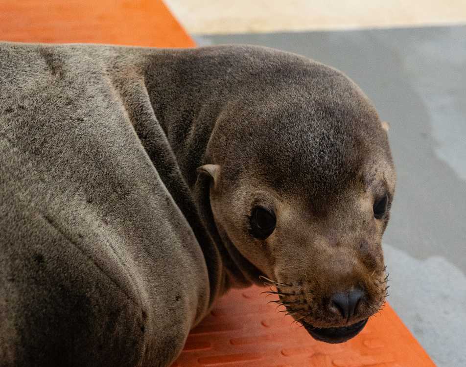 Champs | The Marine Mammal Center