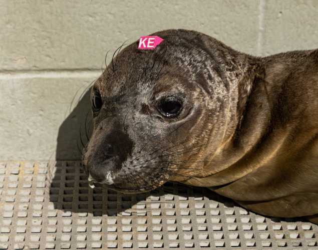 elephant seal