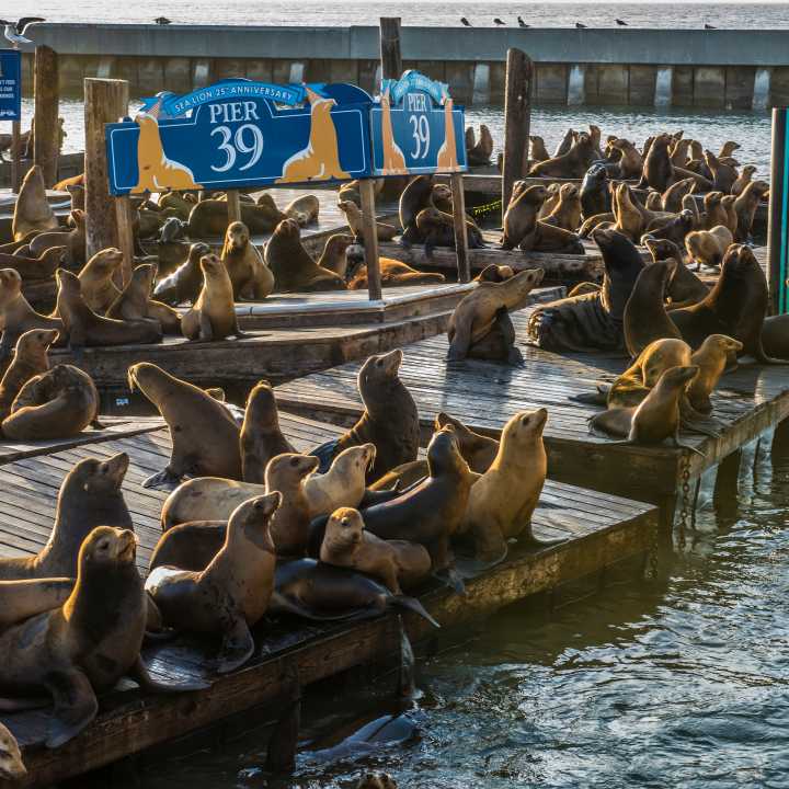 Sea lions at Pier 39