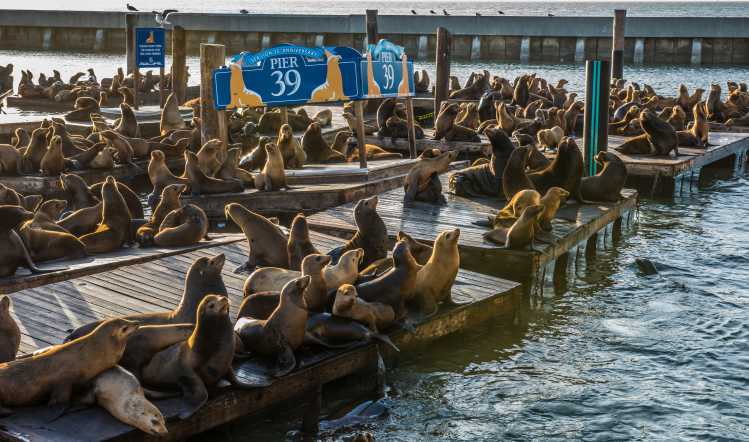 California sea lions at Pier 39