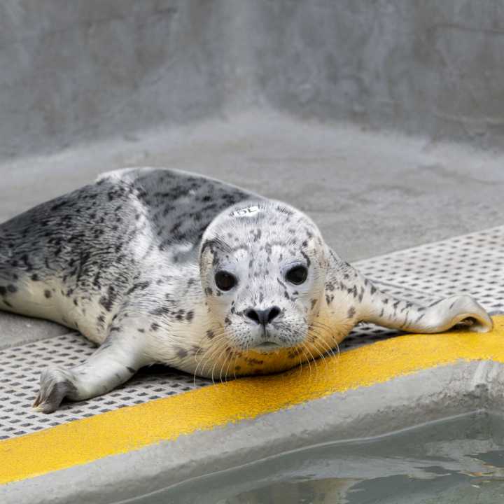 Pacific harbor seal pup, Denali