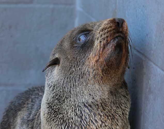 Guadalupe fur seal Athos