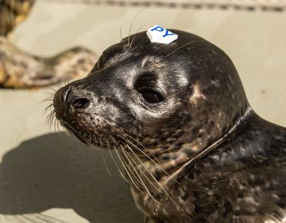 Pacific harbor seal