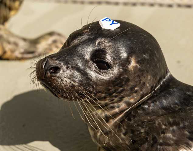 Pacific harbor seal