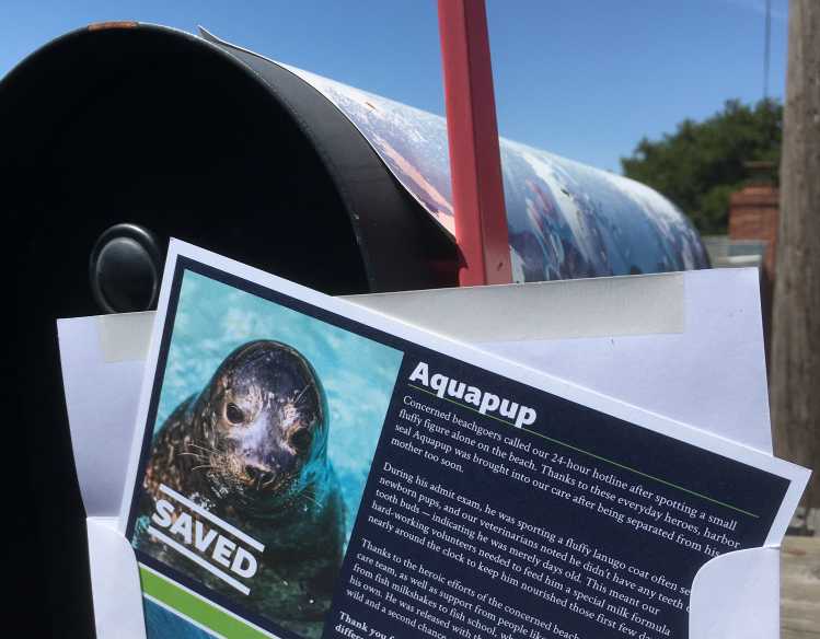Adopt a Seal certificate in a mailbox