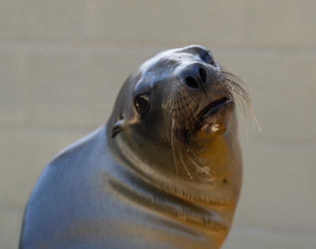 California sea lion Claw
